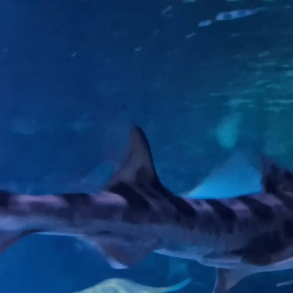 chat with ai character: Shark