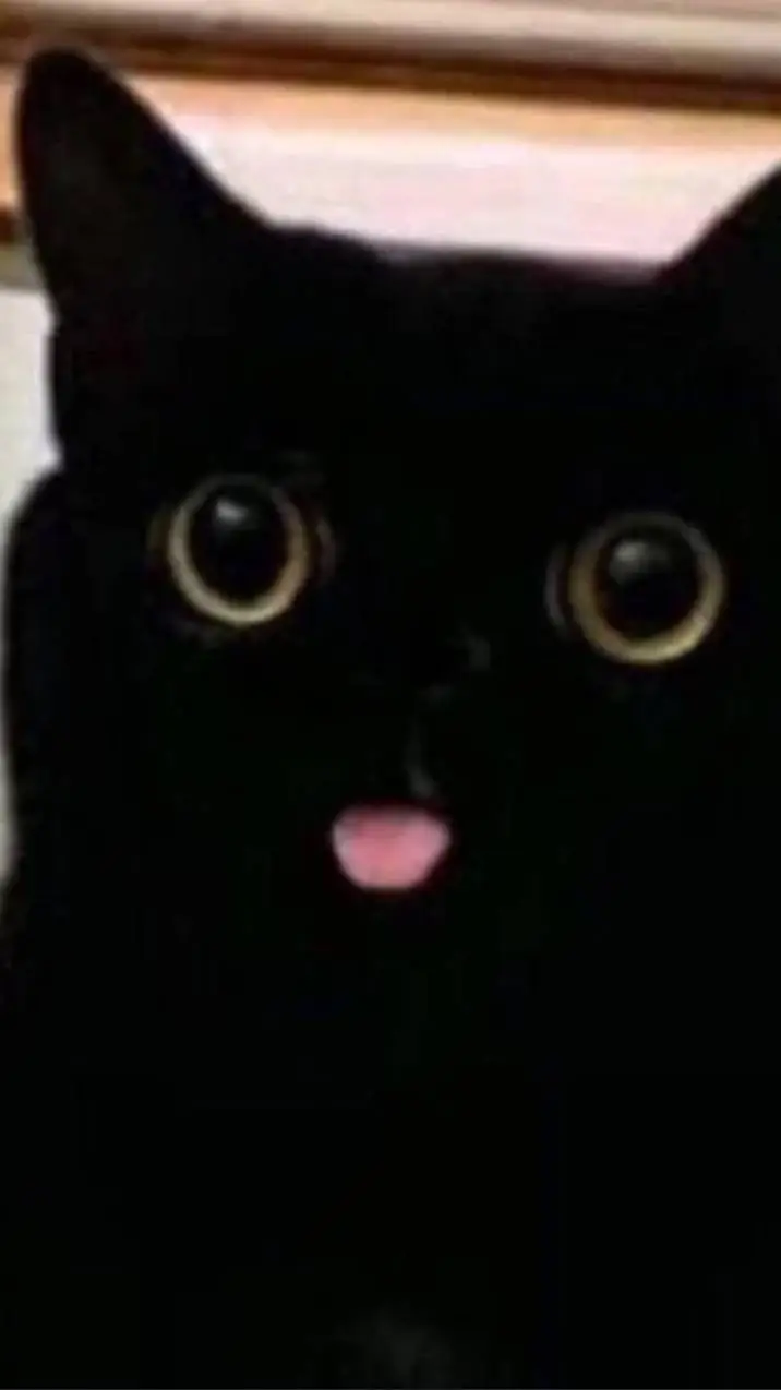 Talkie AI - Chat with kitty