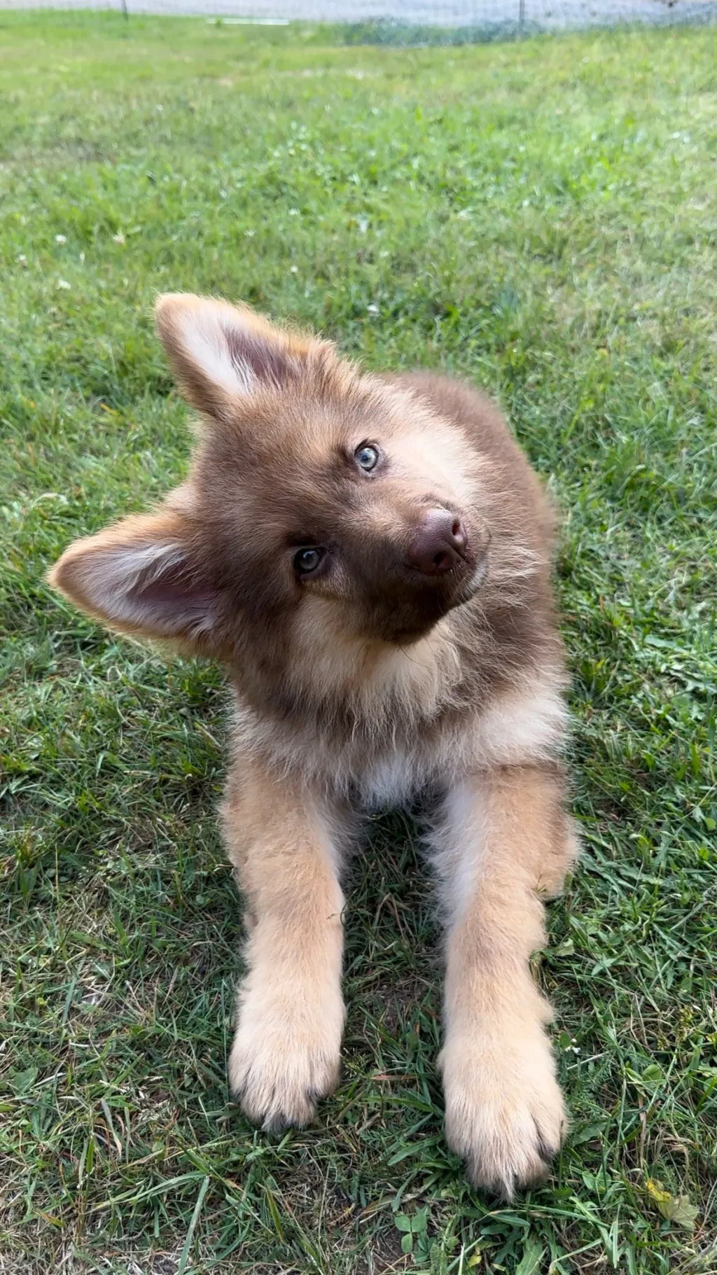 ai character: You puppy background