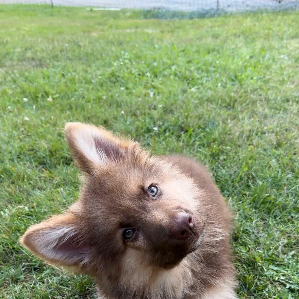 chat with ai character: You puppy