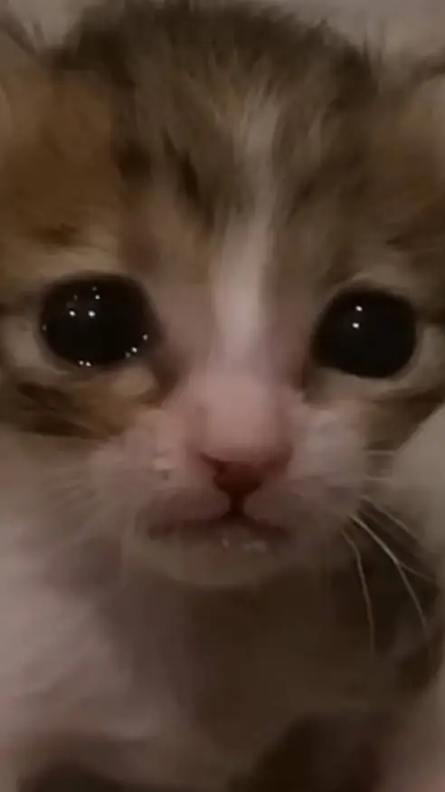 ai character: Sad Kitty background