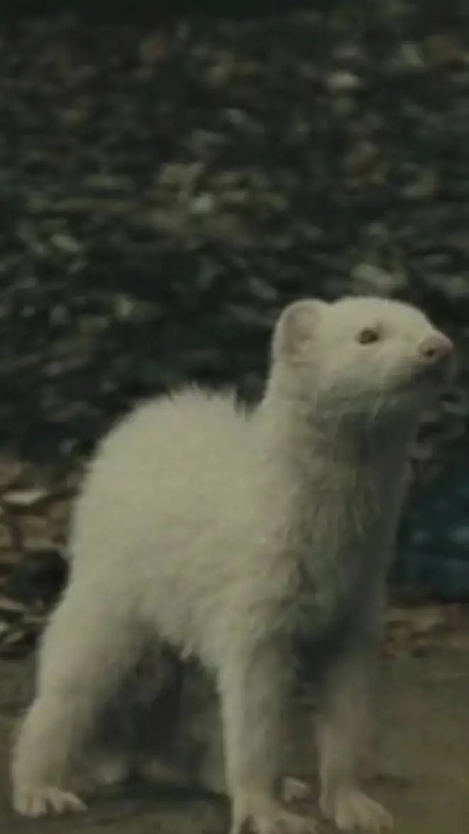 ai character: ferret malfoy  background