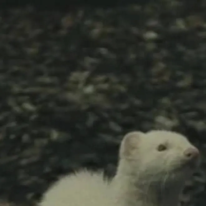 chat with ai character: ferret malfoy 