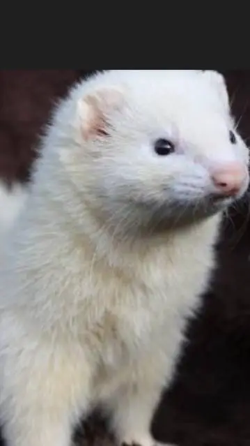 ai character: ferret malfoy  background