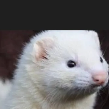 chat with ai character: ferret malfoy 