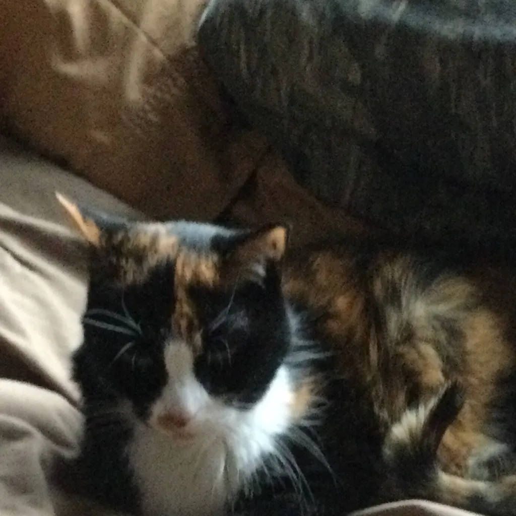 chat with ai character: Kitty 