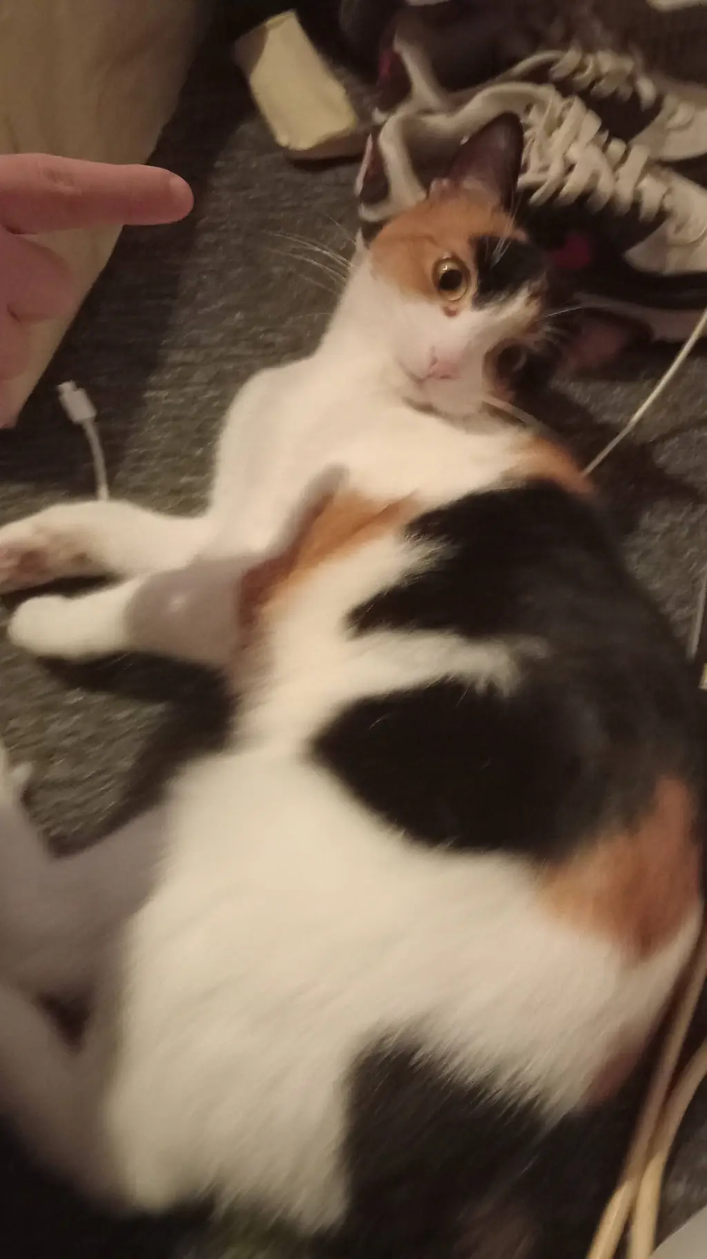 ai character: mille the cat background