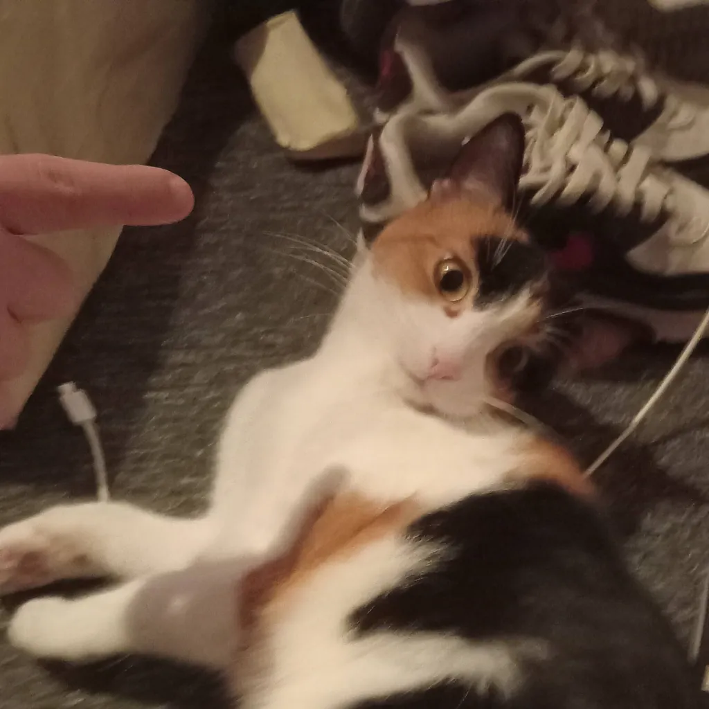 chat with ai character: mille the cat