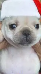ai character: Pibble background