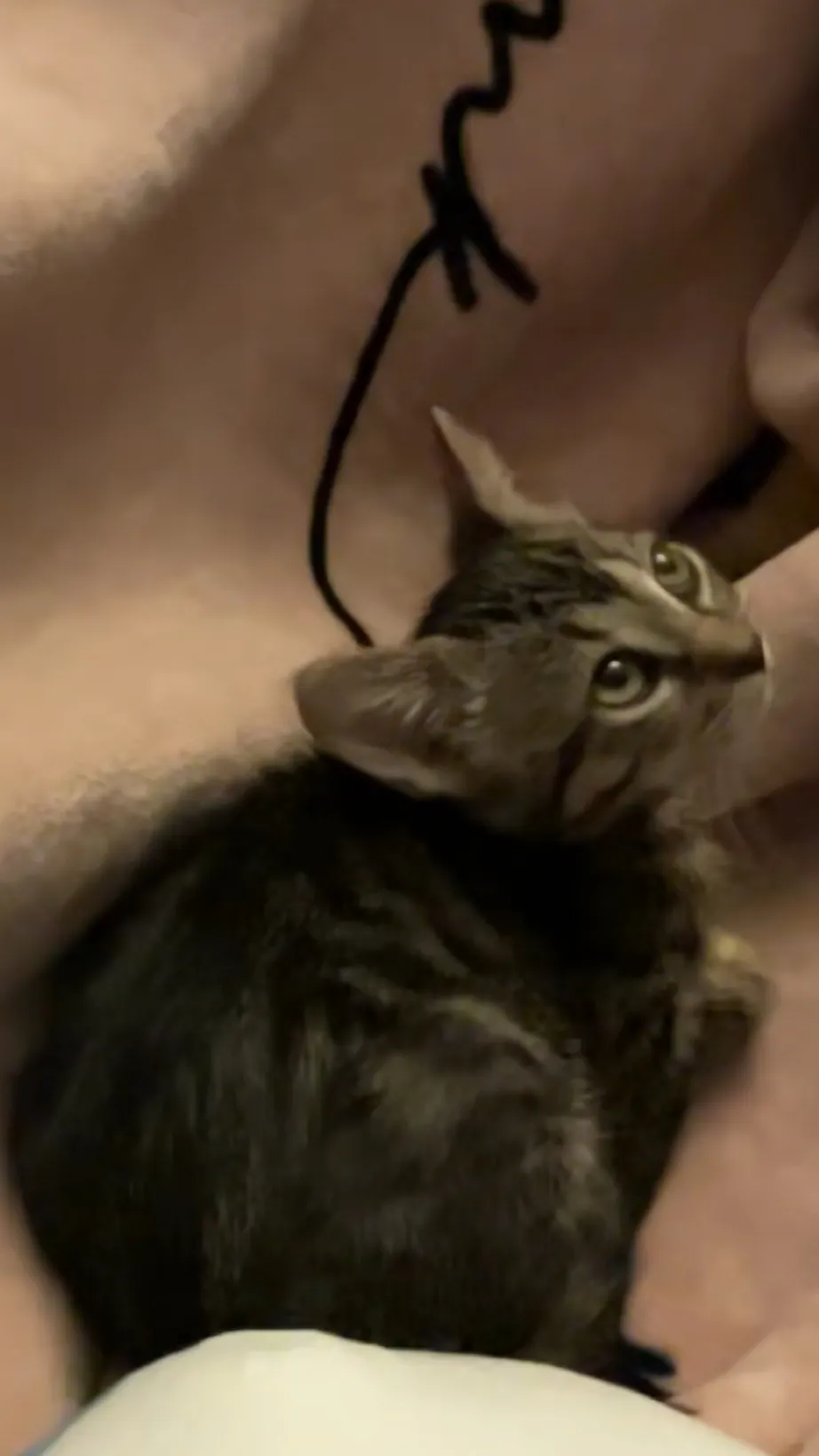 Talkie AI - Chat with Mimi your cat
