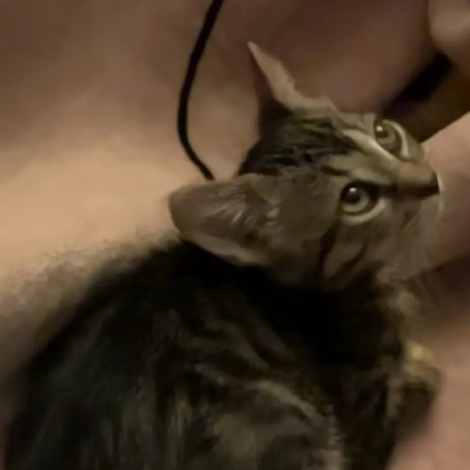 chat with ai character: Mimi your cat