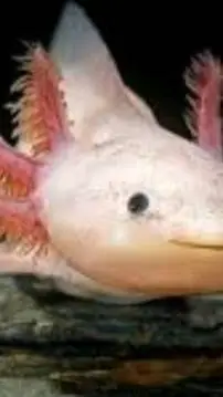 ai character: quirk school!  background