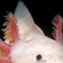 chat with ai character: quirk school! 