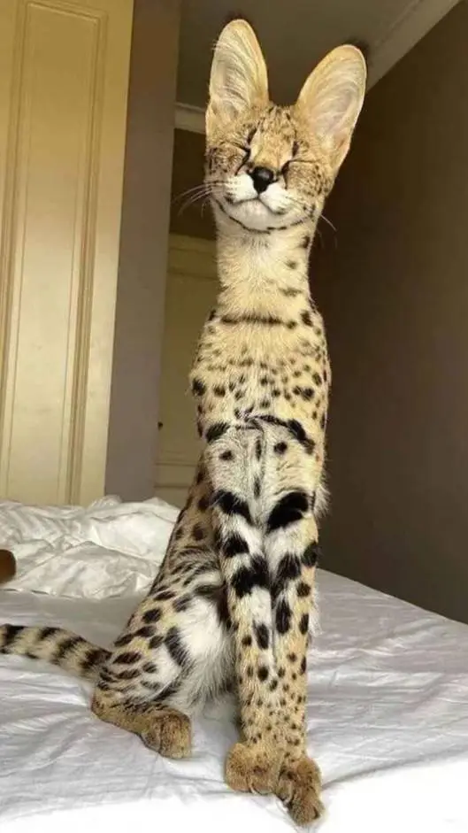 ai character: happy cheetah background