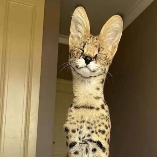 chat with ai character: happy cheetah