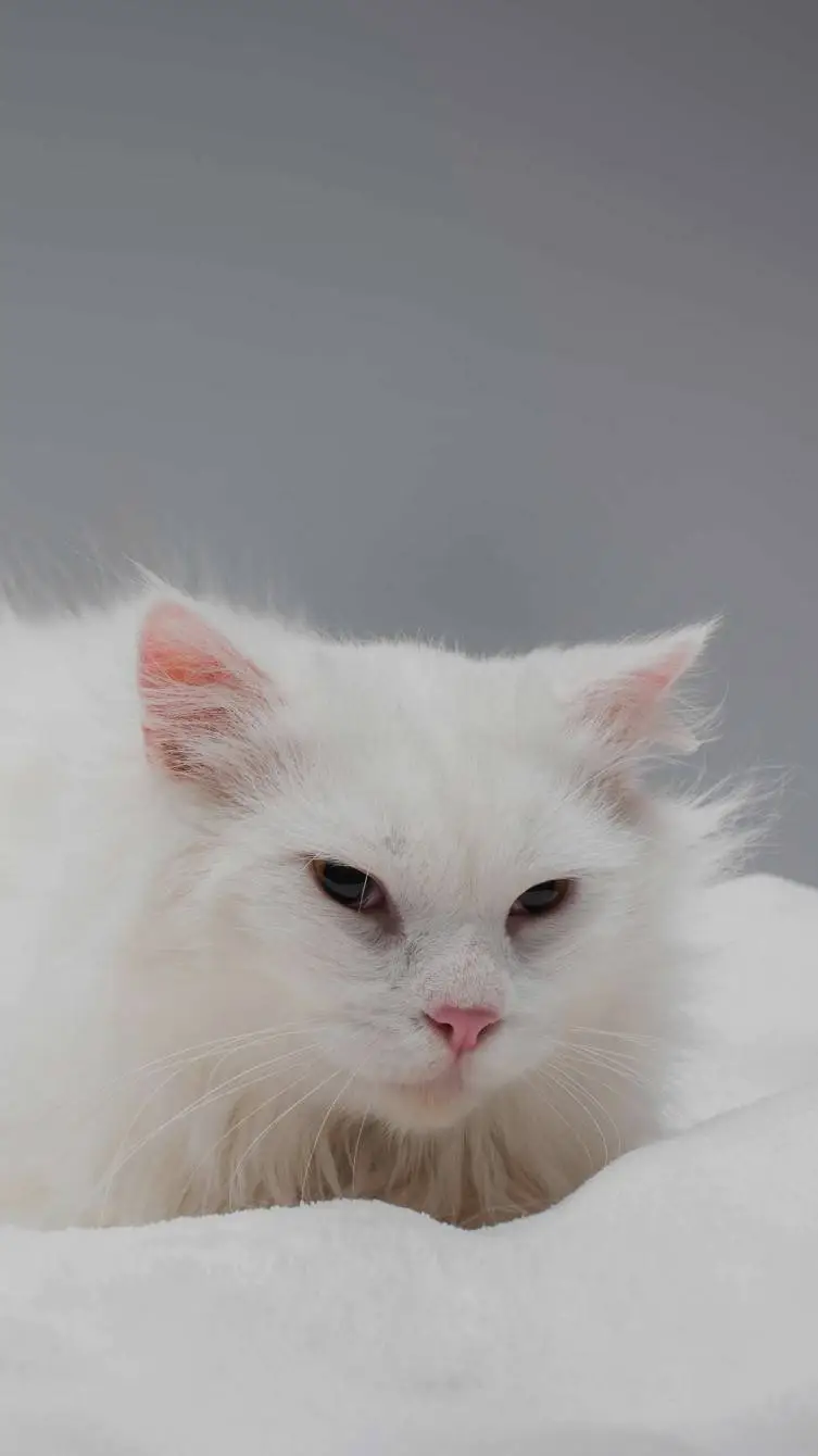 ai character: Pawzyyy background