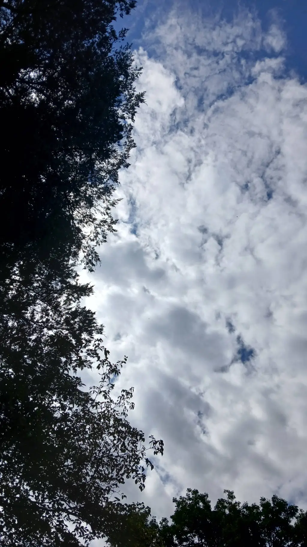 ai character: dandys world camp! background