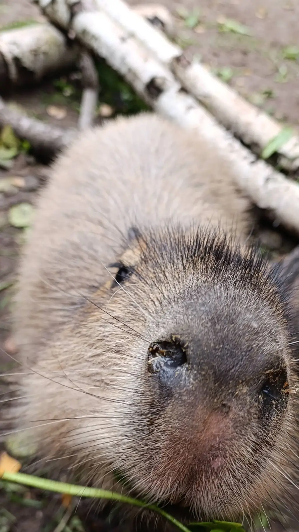 ai character: capybara background