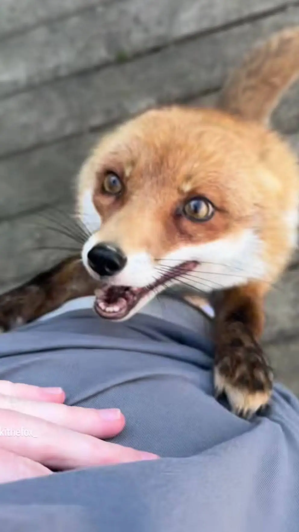 ai character: fox background