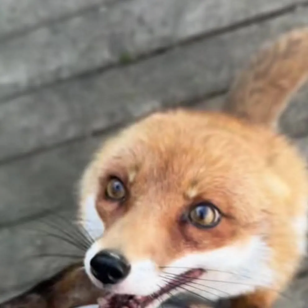 chat with ai character: fox