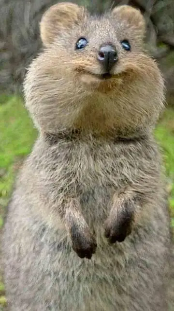 ai character: Tu la limpiadora🥺 background