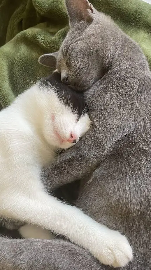 ai character: how to be loved background