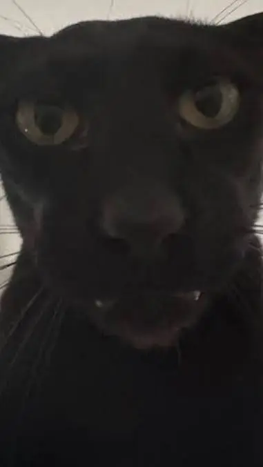 ai character: GANG- background