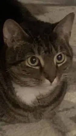 ai character: cat background