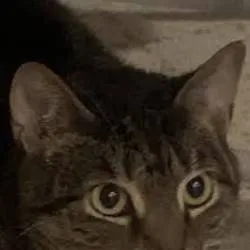 chat with ai character: cat