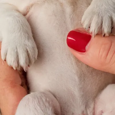 chat with ai character: the alone puppy