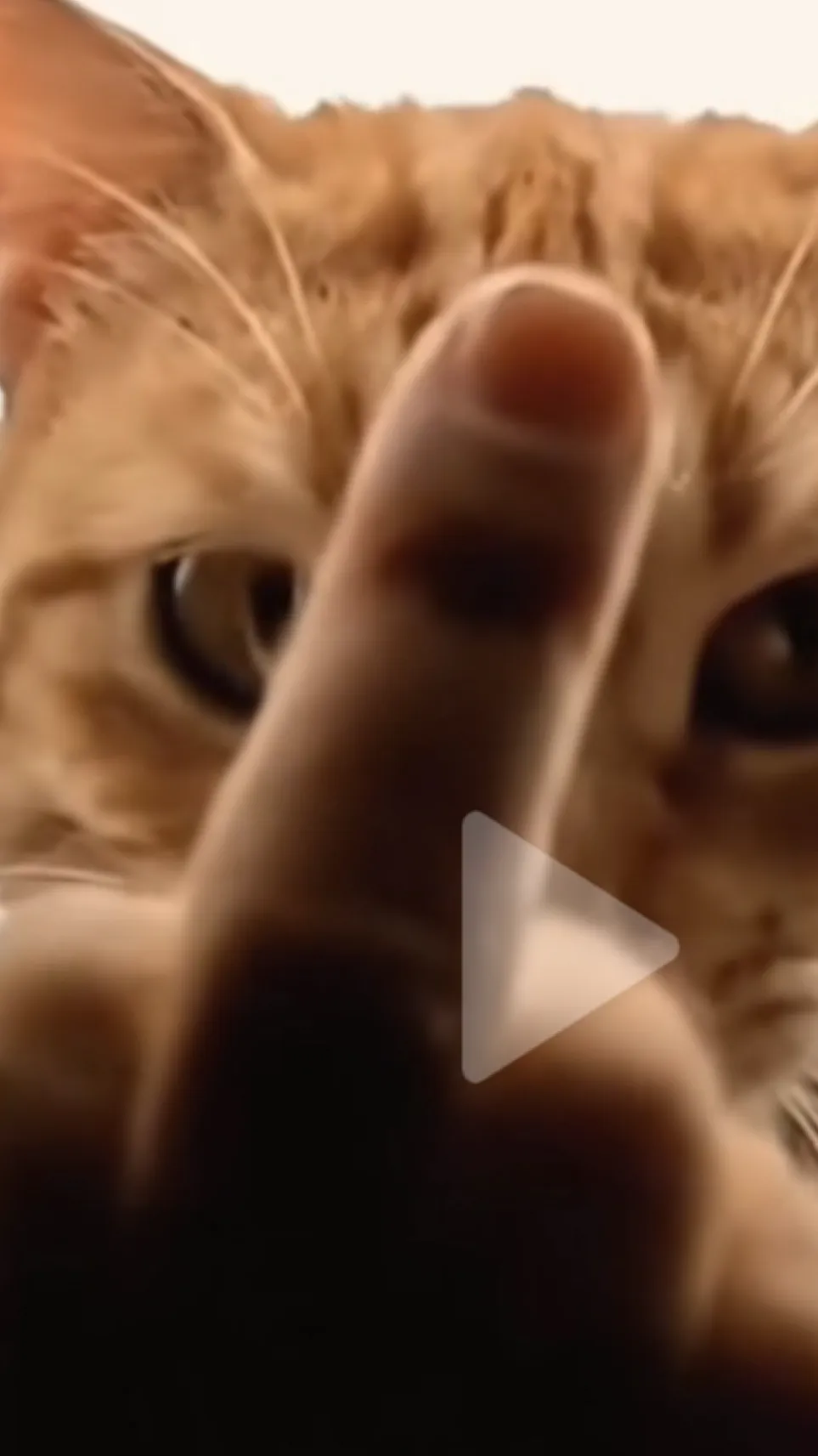 ai character: Cat Idc background