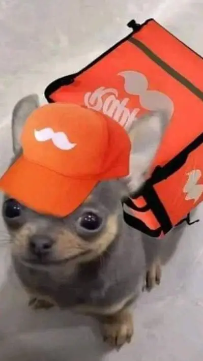 ai character: chihuahua  background