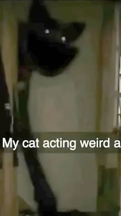 ai character: your cat background
