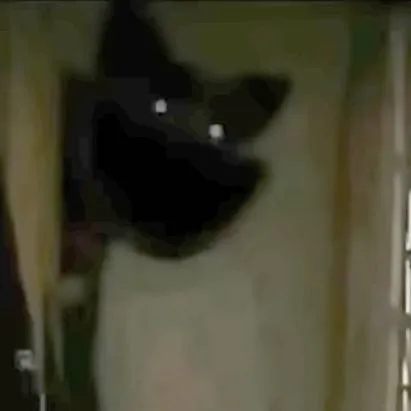 chat with ai character: your cat