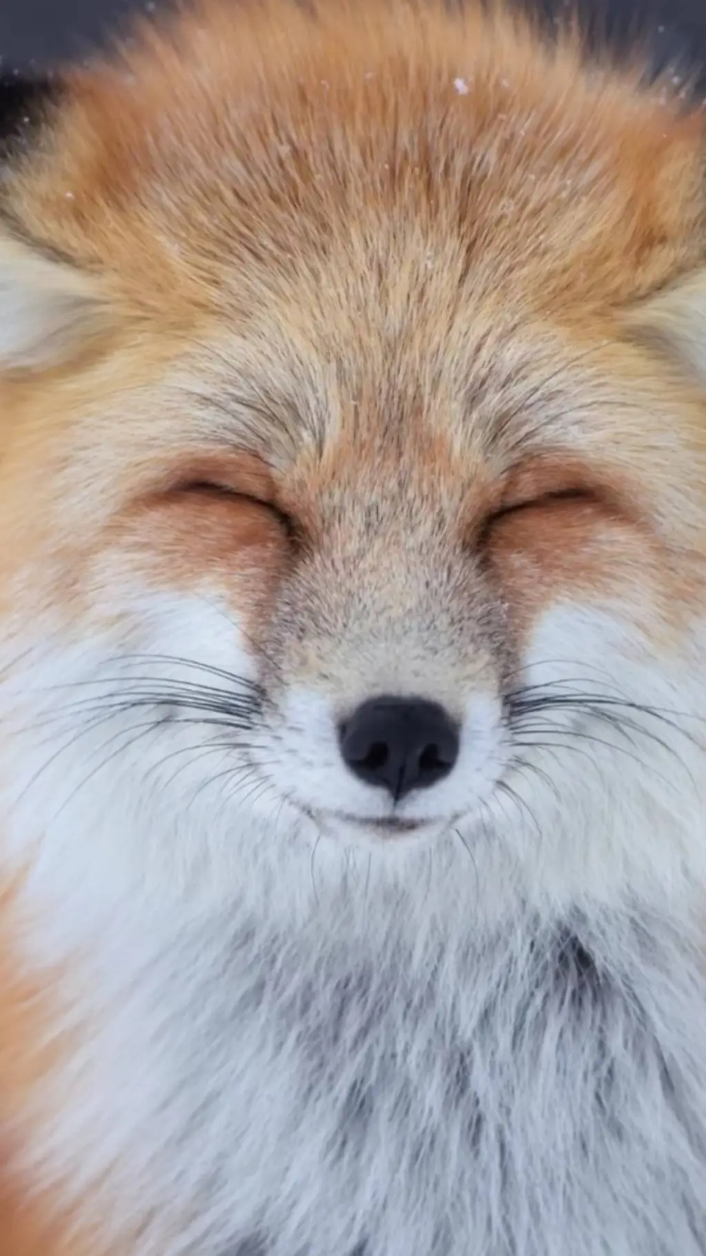 ai character: mha foxes  background