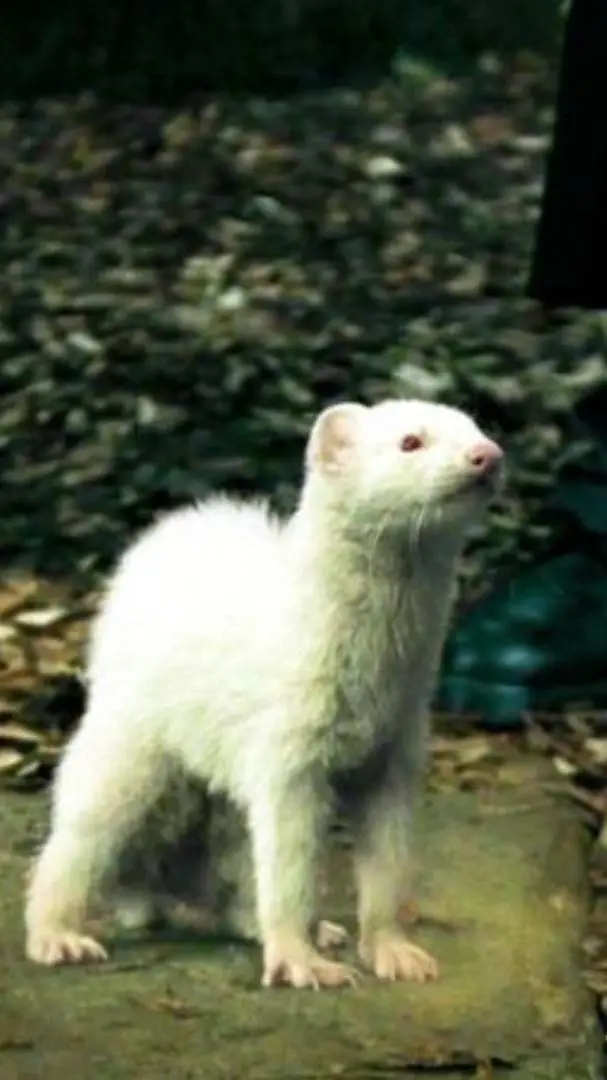 ai character: William lee background