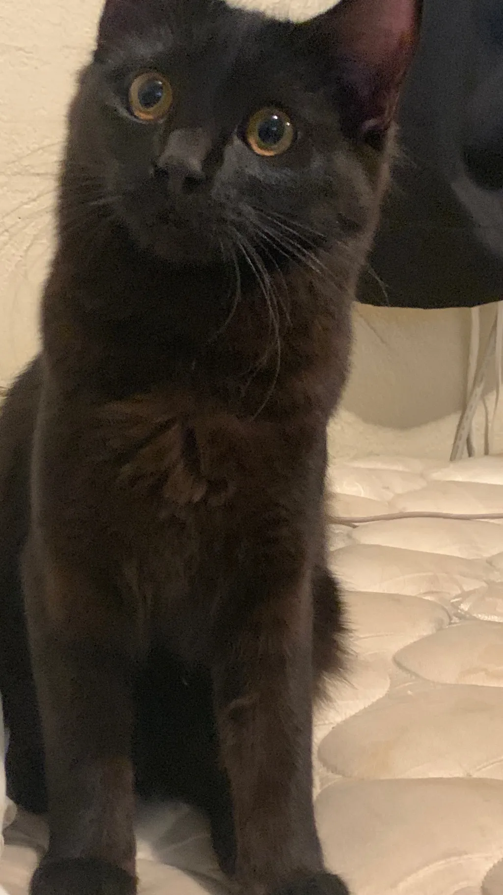 ai character: Brother is a gamer background