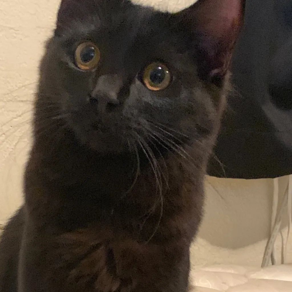 chat with ai character: Brother is a gamer