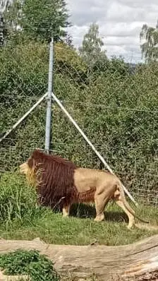 ai character: hyunjin  background