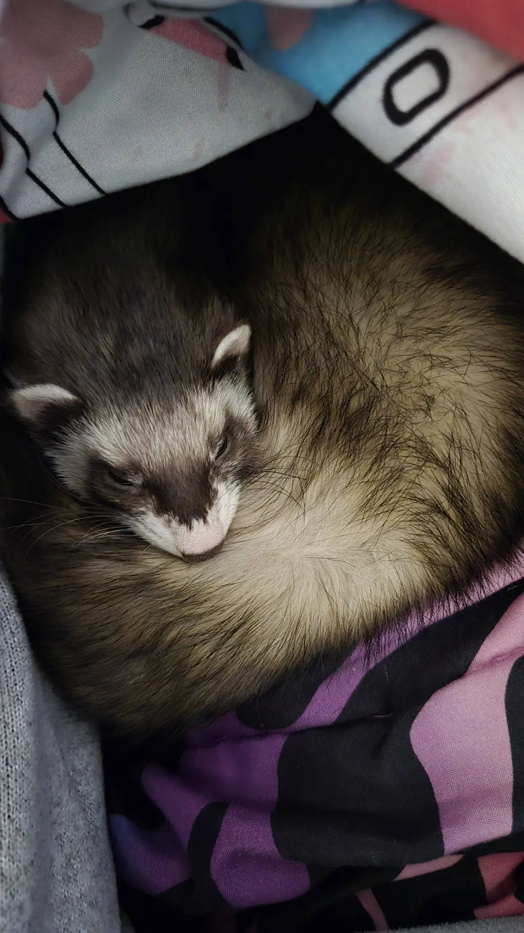 Talkie AI - Chat with Little wild ferret