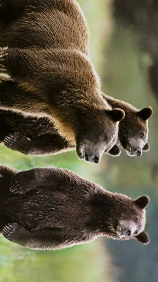 Talkie AI - Chat with Bears