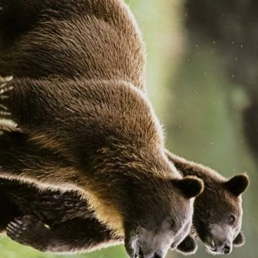 chat with ai character: Bears