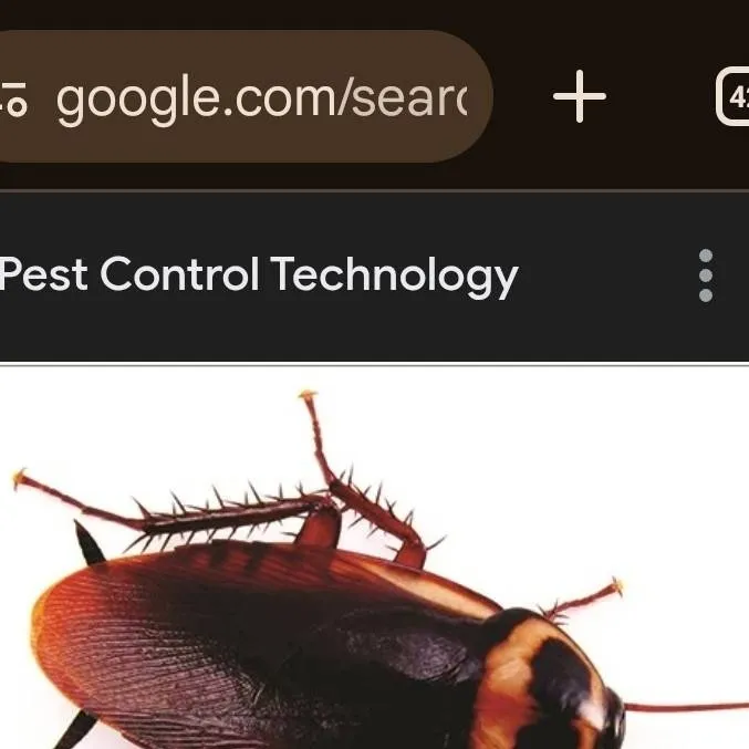 chat with ai character: Mr cockroach 