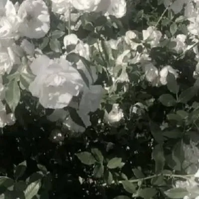 chat with ai character: Fruitcake.