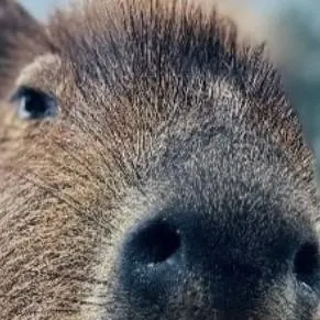chat with ai character: Capybara 