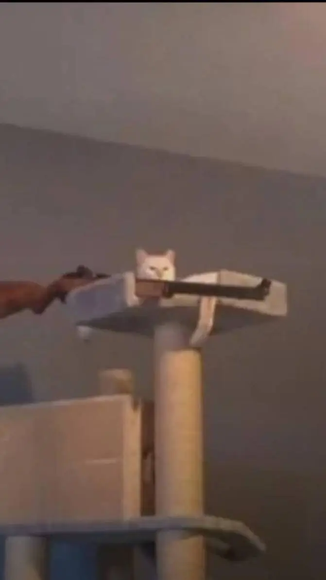 ai character: Cat with a gun background