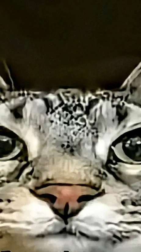 ai character: Cat background