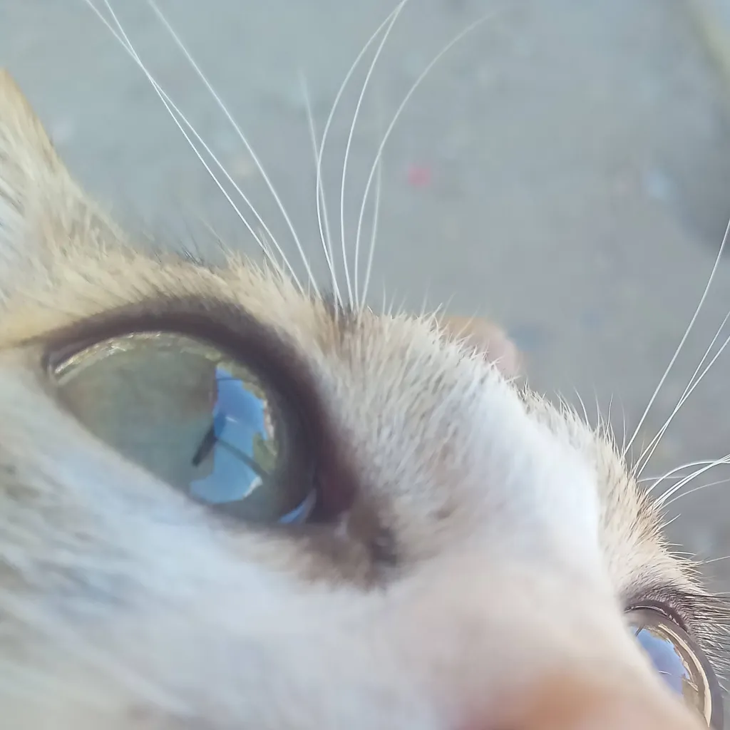 chat with ai character: Aurora 