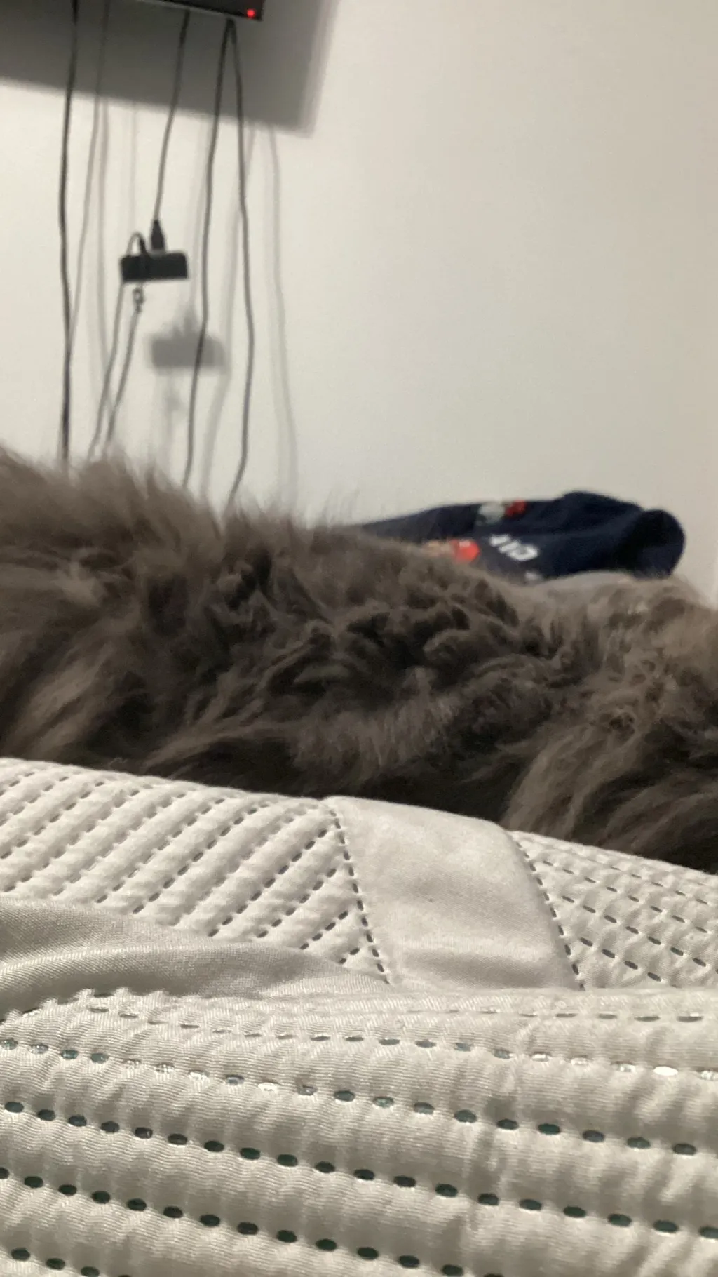 ai character: my cat Rocky background