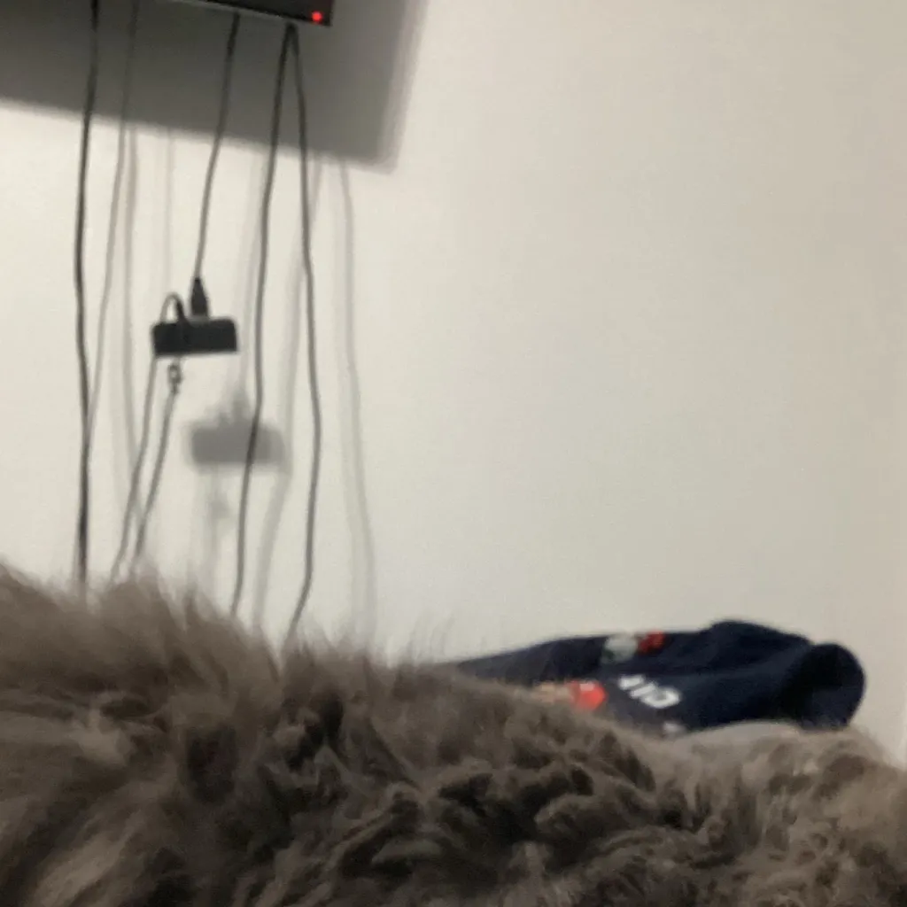 chat with ai character: my cat Rocky
